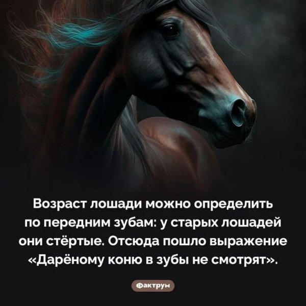 Возраст лошади