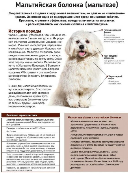 Мальтезе