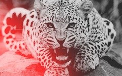 leopard agressiya oskal morda 72763 3840x2400