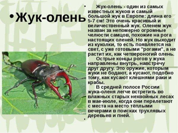 Жук - олень