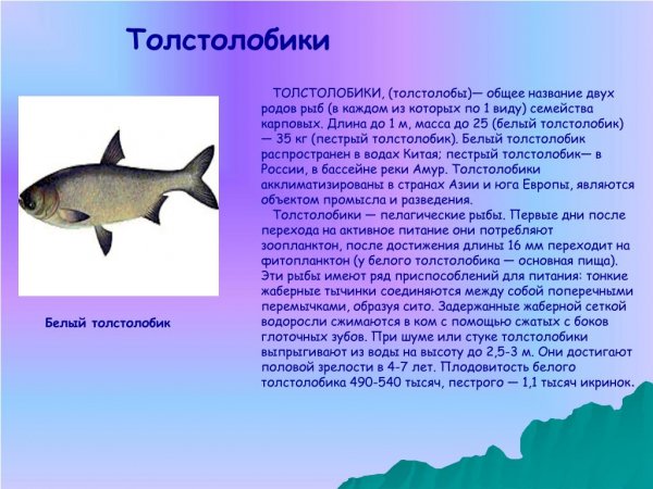 Толстолобики