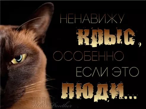 Котик