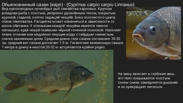 Сазан