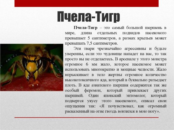 Файл #371841764