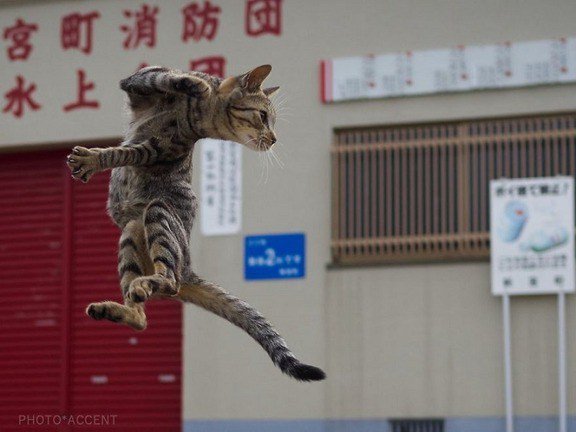котэ джеки чана