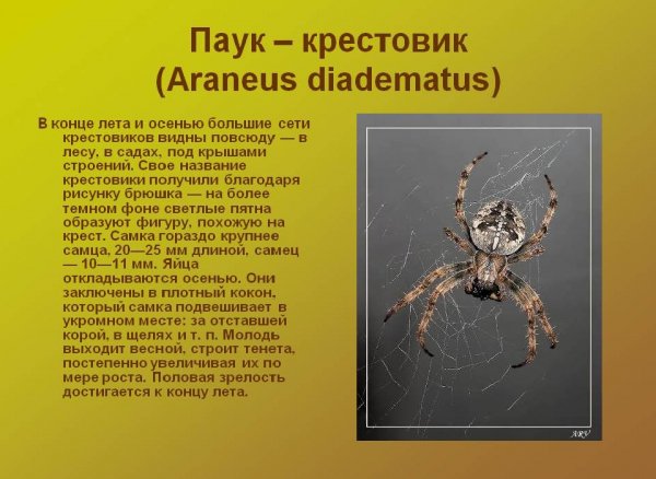 Паук - крестовик