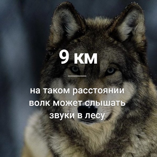 О волке