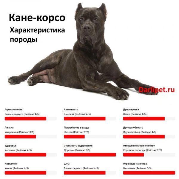 Кане - корсо