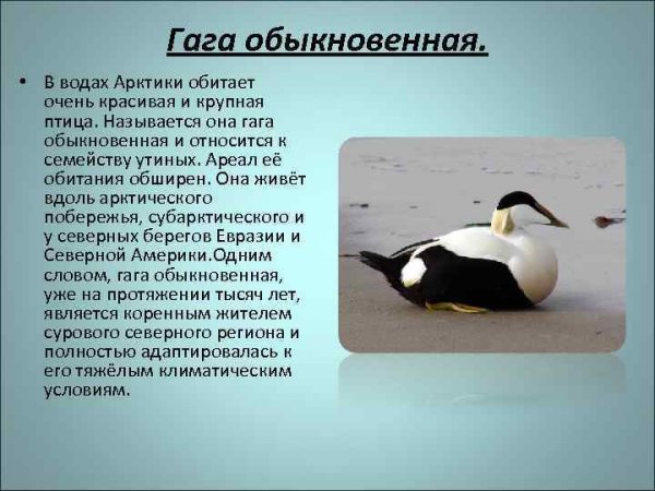 Гага обыкновенная