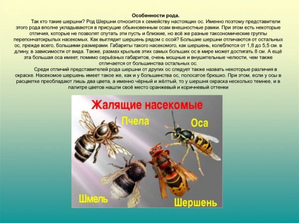 Шершни