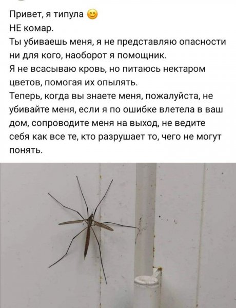 Типула