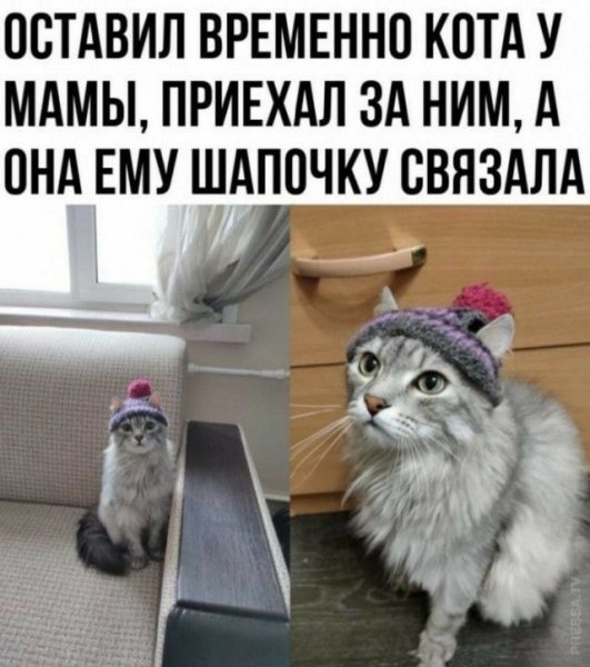 Шапка кота