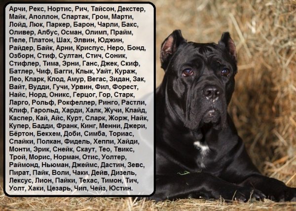 Клички для Кане Корсо