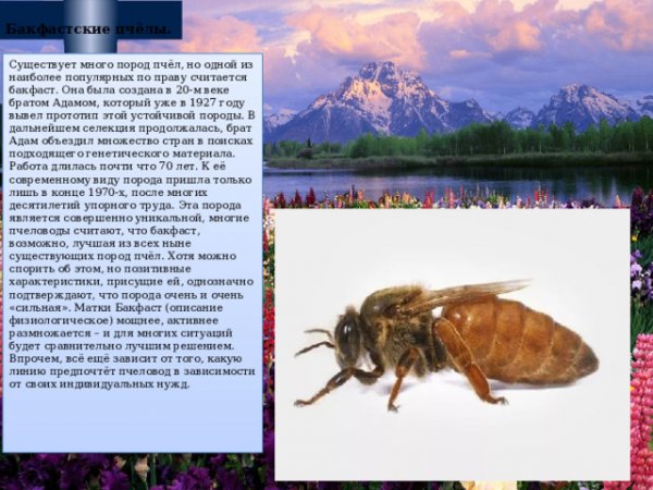 Бакфатские пчёлы