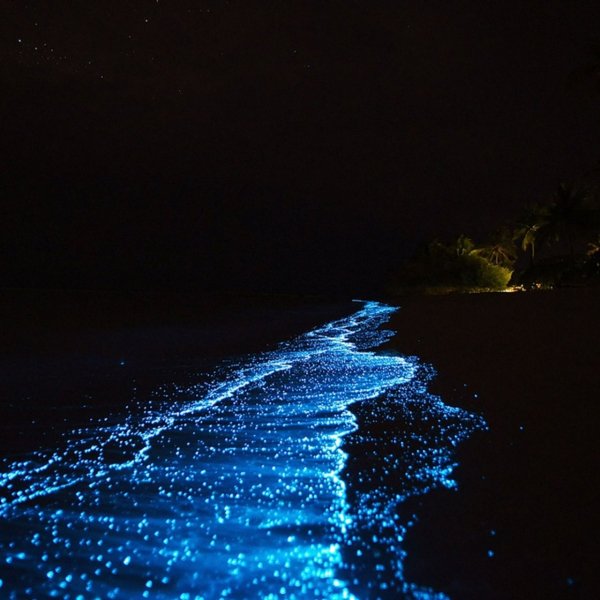 1zoom-club-p-svetyashchiisya-plankton-seisheli-87