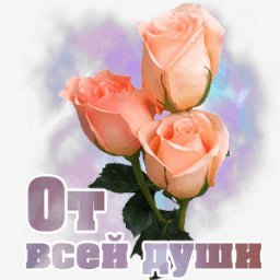 розы