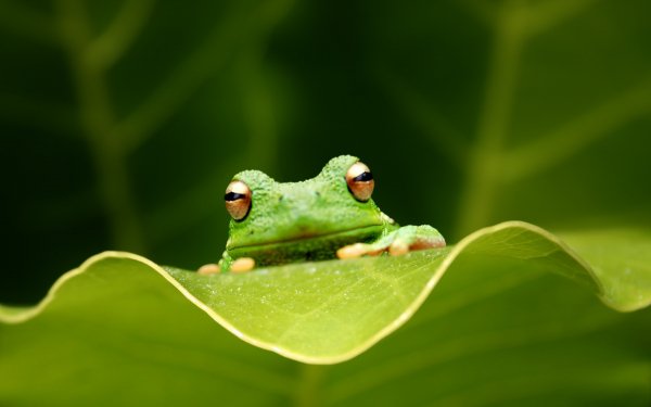 Wallpapers 7345