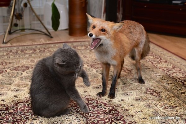 лис и кот