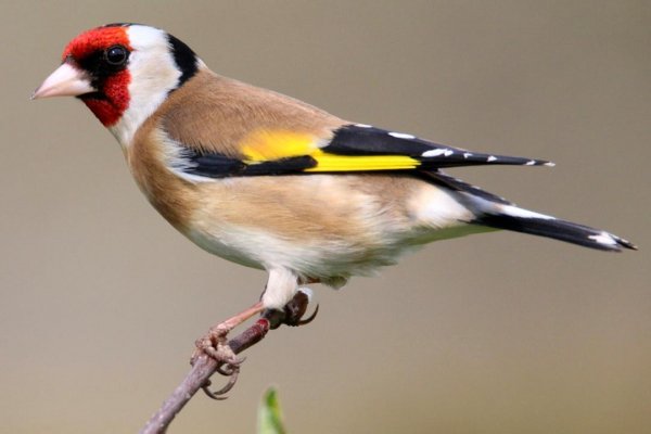 Feathered 9