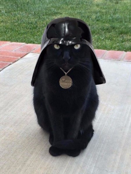Кот Вэйдер