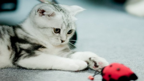 file_83414989