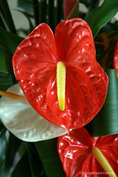mauritius57