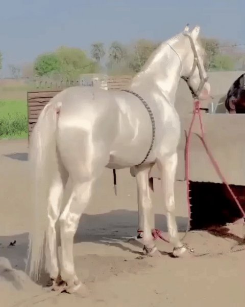 КРАСАВЕЦ!