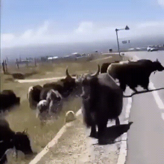 Опять на дорогу вышли?!!