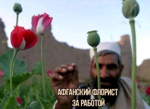 file_103268285