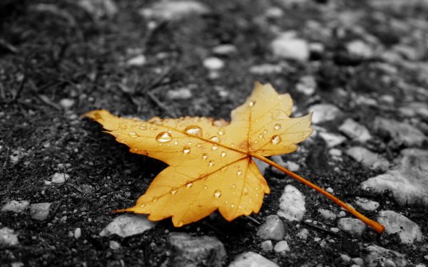 Wallpapers 1289