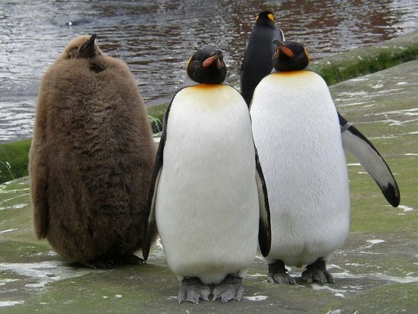 Королевский пингвин Aptenodytes patagonicus