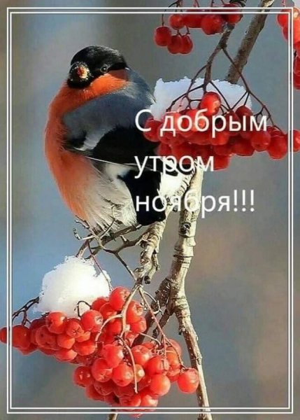 С добрым утром ноября