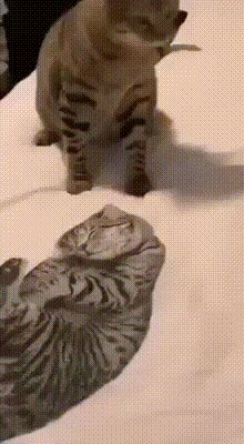 Это кто спит на моей кровати и смял её?