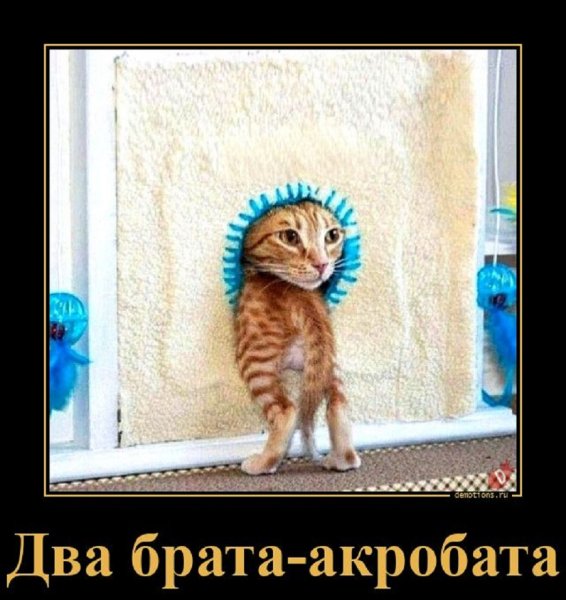 Два брата акробата