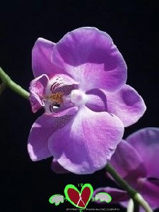 Anim cvetui B83KU
