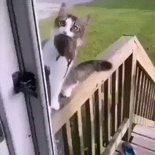 Открывай! Кормилец пришёл!