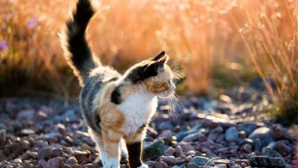 file_83620235