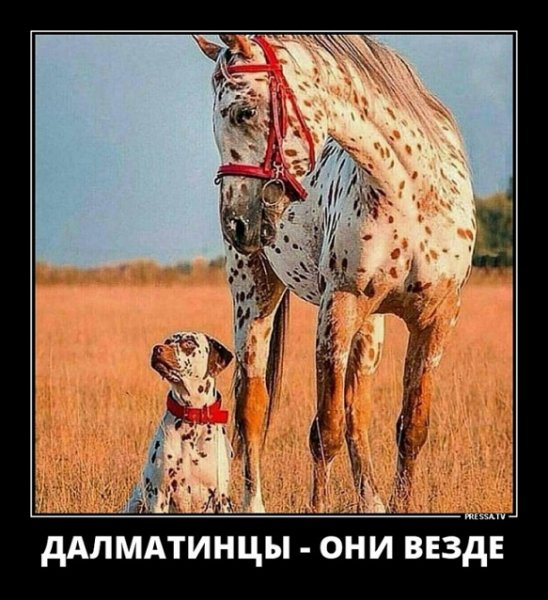 Далматинцы...