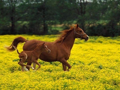 file_81053688