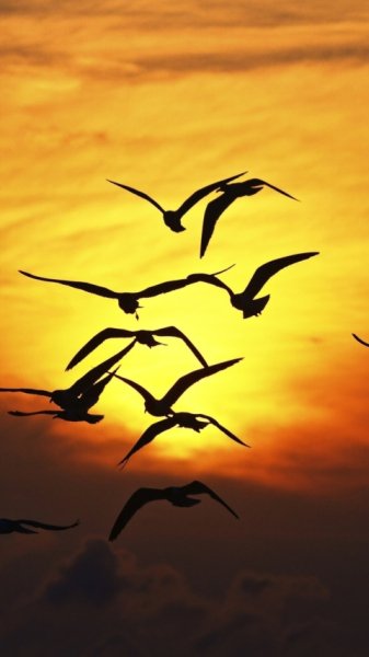 wallpaper 480x854 6 5