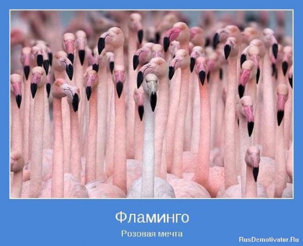 ФЛАМИНГО. Розовая мечта