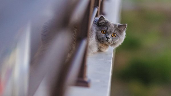 file_83415055