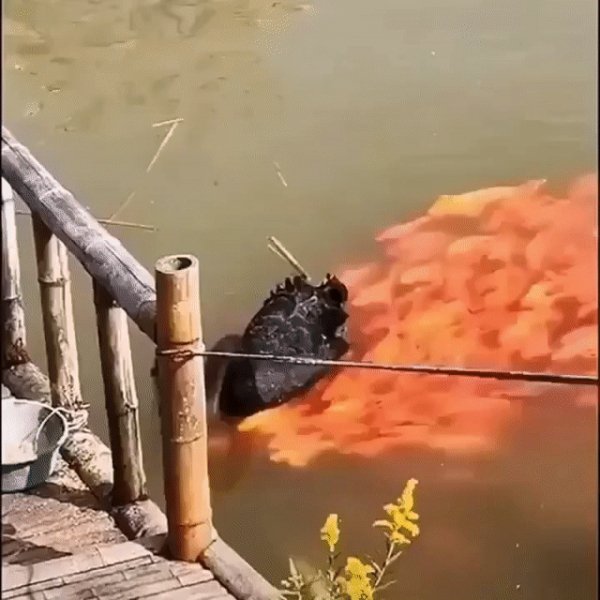 Золотые рыбки халявщицы