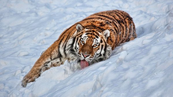 file_83397292