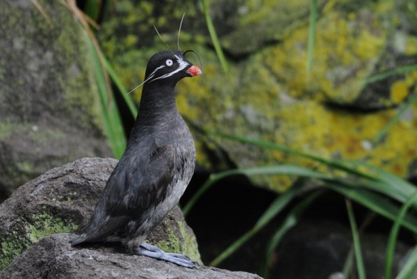 Малая конюга Aethia pygmaea