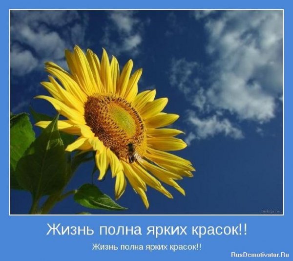 Жизнь полна ярких красок