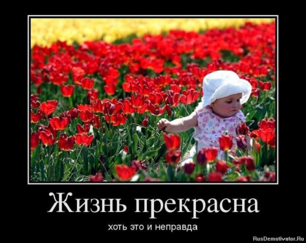 Жизнь прекрасна