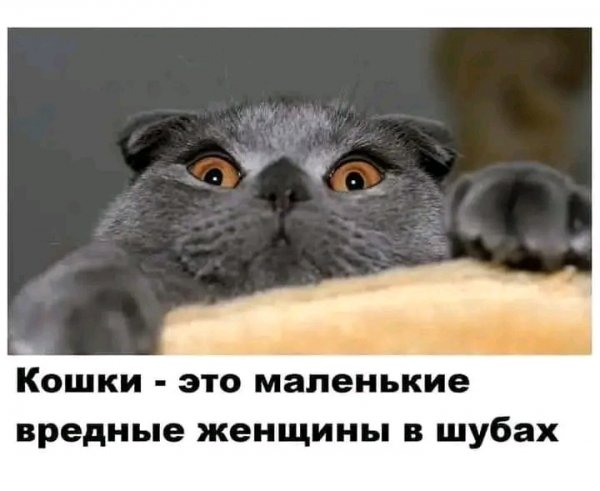 file_103264740