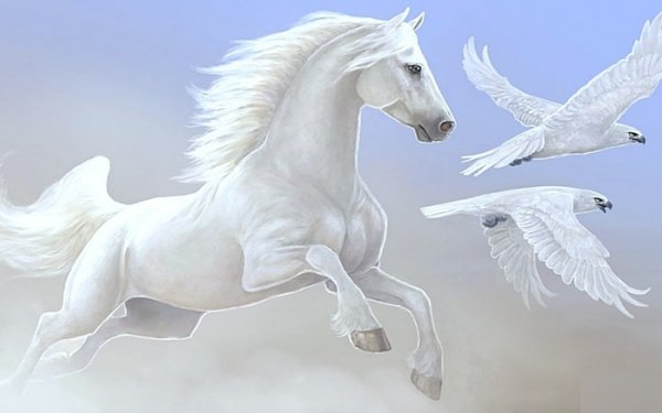 beautifulhorsewallpapers