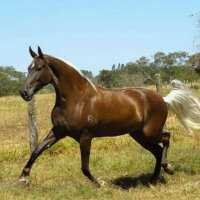 file_83540265